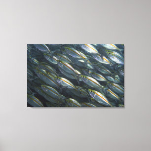 School of Yellow jacks (Carangoides) Canvas Afdruk