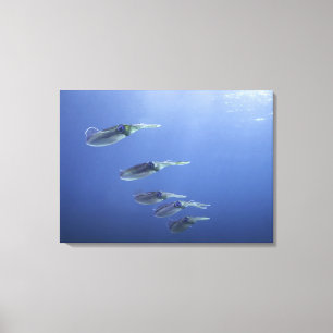 School voor inktvis in het Caribisch gebied Canvas Afdruk