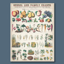 Schoolcursus Botanische Onderwijs 1890