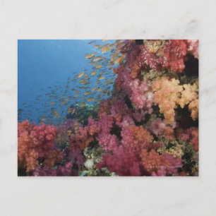 Schooling Fairy Basslets 2 Briefkaart