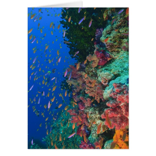 Schooling Fairy Basslets (Pseudanthias) (Voorkant)