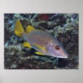 Schoolmaster Poster (Voorkant)