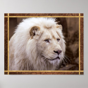 Schoon Witte Leeuw Foto Poster
