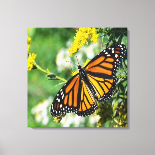 Schoone Monarchvlinder Canvas Afdruk (Voorkant)