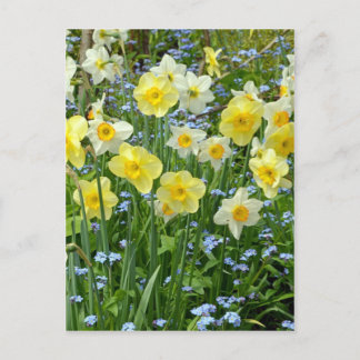 Schoongele daffodiltuin briefkaart