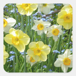 Schoongele daffodiltuin vierkante sticker