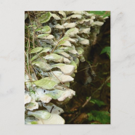 Schoonheid in de Bossen Briefkaart (Voorkant)