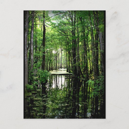 Schoonheid in de Marsh Briefkaart (Voorkant)