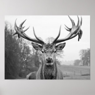 Schoonheid in de natuur poster