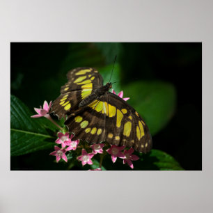 Schoonheid in de sterrenafdrukken poster