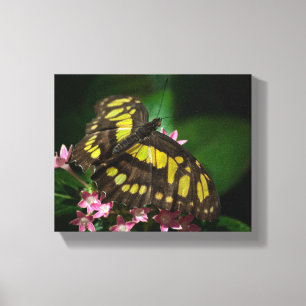 Schoonheid in het doek van de Stars Wrapped Canvas Afdruk