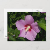 Schoonheid in Roze Briefkaart (Voorkant / Achterkant)