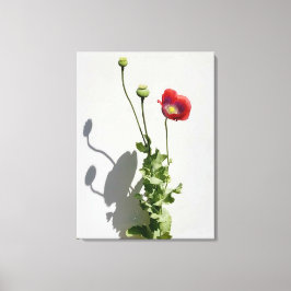 Schoonheid is ook het Beest. Canvas Afdruk