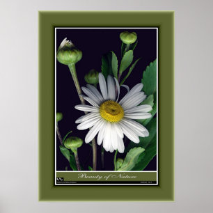 Schoonheid van Natuur r/p12 Poster