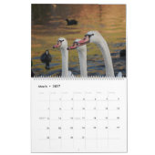 Schoonheid van zwanen kalender (Mar 2027)