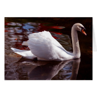 Schoonheidsproducten