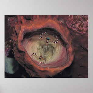 Schoonmaakpannen Poster