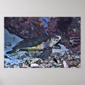 Schoonschildpad Poster (Voorkant)