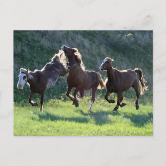 schoppaard briefkaart