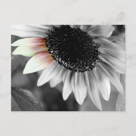 schoppen van briefkaarten in de zon (Voorkant)