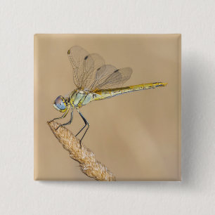Schorpioenvlinder Insect Vrouw (CC BY 4.0) Knop Vierkante Button 5,1 Cm