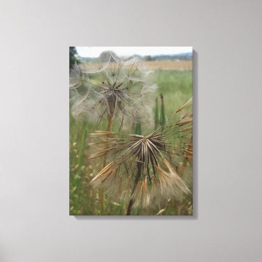 Schorseneren Zaden In Veld Verpakt Canvas (Voorkant)