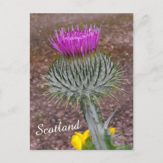 Schotland, de Thistle Briefkaart