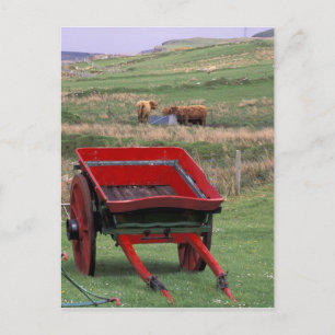 Schotland, Isle of Skye, Kilmuir. Boerderijdieren Briefkaart
