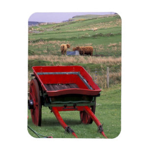 Schotland, Isle of Skye, Kilmuir. Boerderijdieren Magneet