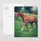 Schots Briefkaart (Voorkant / Achterkant)