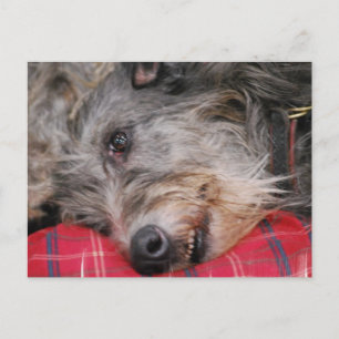 Schots Briefkaart Deerhound