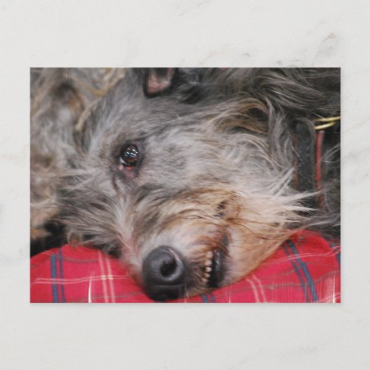 Schots Briefkaart Deerhound (Voorkant)