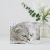 Schots Briefkaart van kattenhuisdieren (Staand voorkant)