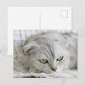 Schots Briefkaart van kattenhuisdieren (Voorkant / Achterkant)