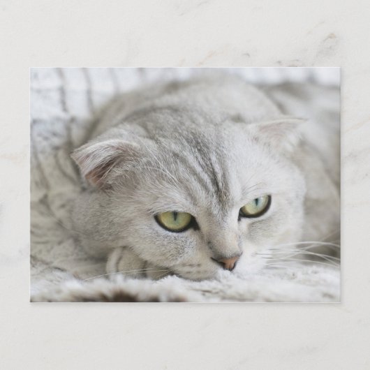 Schots Briefkaart van kattenhuisdieren (Voorkant)