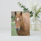 Schots de Paard Briefkaart (Staand voorkant)