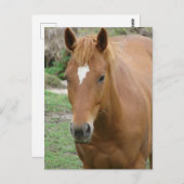 Schots de Paard Briefkaart (Voorkant / Achterkant)