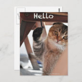 Schots-deeg noedels kat zegt hallo briefkaart (Voorkant / Achterkant)