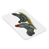 Schots Dumpy Chickens Magneet (Rechterzijde)