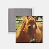 Schots gezicht magneet (Voorkant / Achterkant)