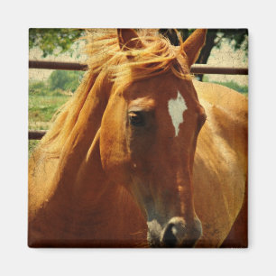 Schots gezicht magneet