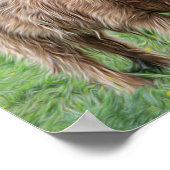 Schots hoogland koe foto poster (Hoek)