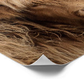 Schots hoogland koe foto poster (Hoek)