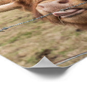 Schots hoogland koe foto poster (Hoek)