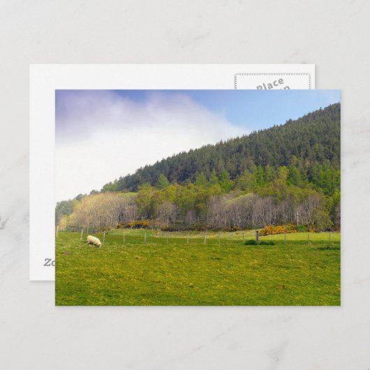 Schots hooglandschap briefkaart (Voorkant / Achterkant)