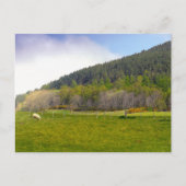 Schots hooglandschap briefkaart (Voorkant)