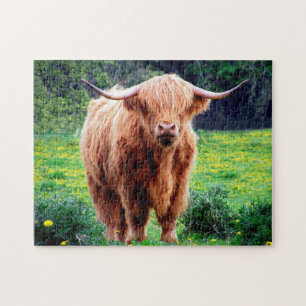 Schots-Oxen. Legpuzzel
