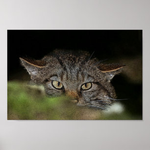 Schots poster van wilde katten