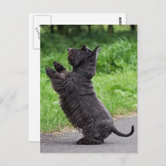 schotse doodsbang briefkaart (Voorkant / Achterkant)