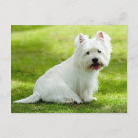 schotse doodsbang briefkaart (Voorkant)